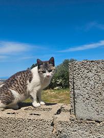 Gattina femmina