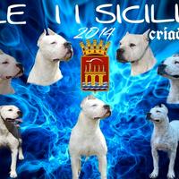 Cuccioli di DOGO ARGENTINO