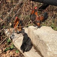 Galline ornamentale