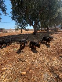Cuccioli dí rottweiler 2 mesi