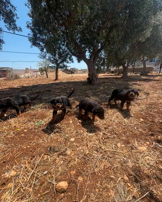 Cuccioli dí rottweiler 2 mesi