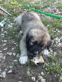Cucciolo pastore del Caucaso x maremmano