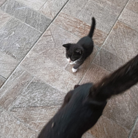 Gattini piccoli