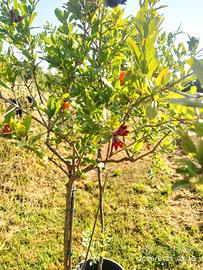 Piante melograno 