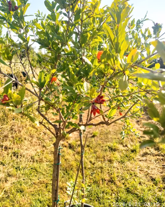 Piante melograno 