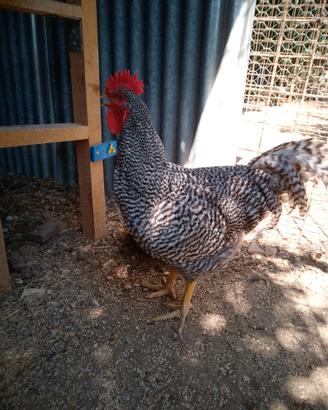 Galli amrock 4 e 2 mesi