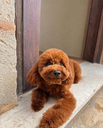 Disponibile barboncino mini toy per monta
