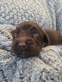 Cocker spaniel con pedigree