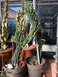 Mirtllocactus crestato