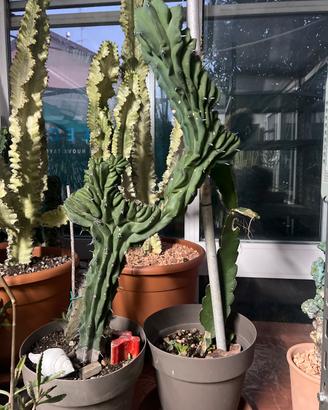 Mirtllocactus crestato