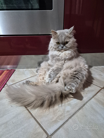 Scottish Straight Highland