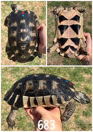 Maschio Testudo marginata sarda tartaruga terra