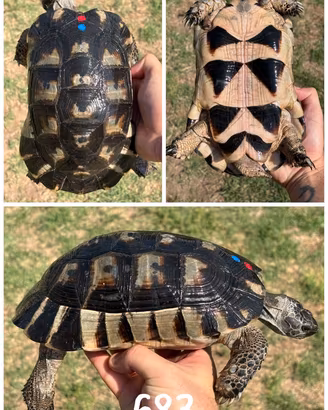 Maschio Testudo marginata sarda tartaruga terra