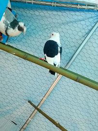 Colombe