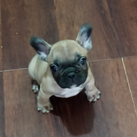 Bulldog francese