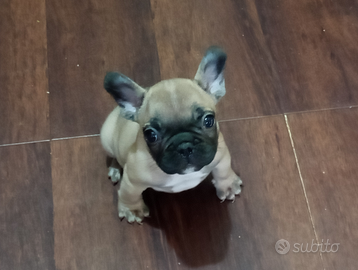 Bulldog francese