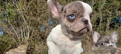Cuccioli di Bulldog francese