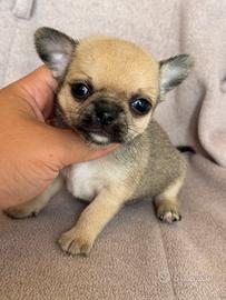 Chihuahua iper tipico taglia piccola