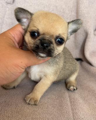 Chihuahua iper tipico taglia piccola