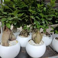 bonsai " ficus ginseng"