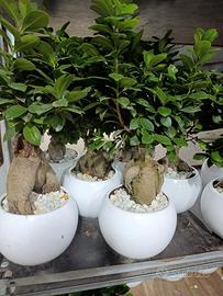 bonsai " ficus ginseng"