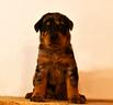 cucciola-beauceron-femmina-arlecchino
