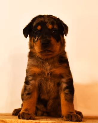 Cucciola BEAUCERON femmina arlecchino