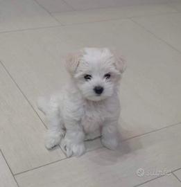 Cuccioli di maltesi