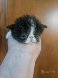 Gatto persiano femmina