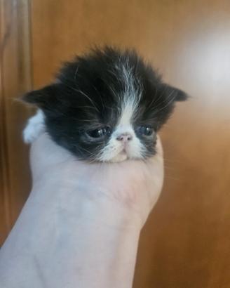 Gatto persiano femmina