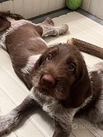 Cucciolo di Spinone Italiano
