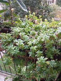 Pianta grassa in vaso rettangolare cm 42