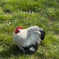 Gallo cocincina