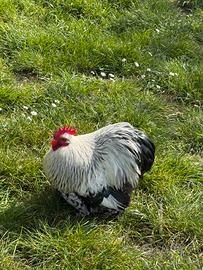 Gallo cocincina