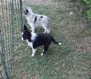 Pastore shetland il meraviglioso mini Lassie