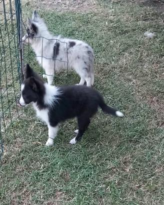 Pastore shetland il meraviglioso mini Lassie