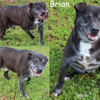 ADOZIONE CANI ANZIANI - Brian, derivato pit bull