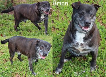ADOZIONE CANI ANZIANI - Brian, derivato pit bull