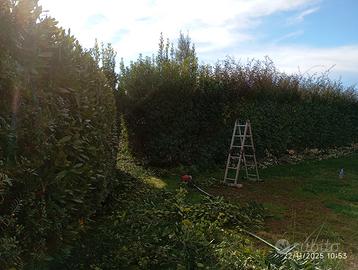 Giardiniere esperto Qualificato