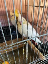 Calopsite allevato a mano albino