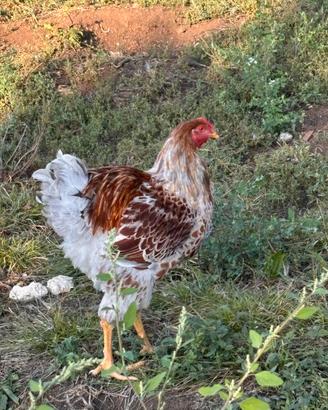 Gallo Wyandotte splash orlato rosso