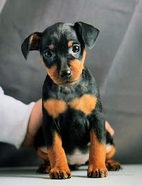 Pinscher pincer pincher