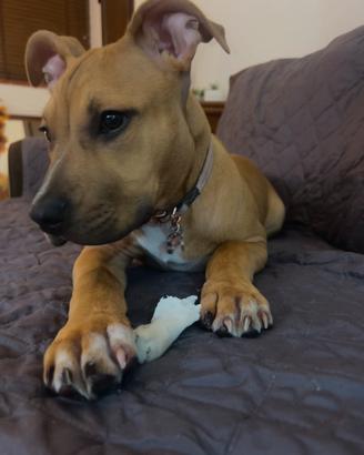 American pit bull terrier