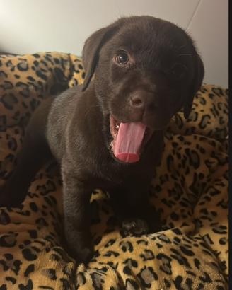 Cani labrador