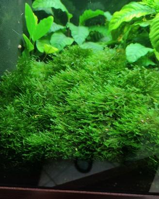 Pellia moss