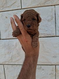 barboncino toy 