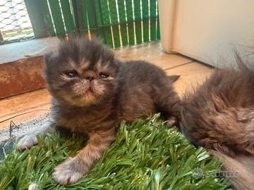 Gatto persino