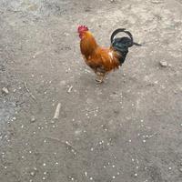 Galli americanini