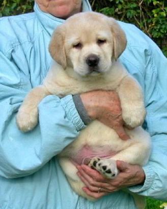 Labrador Cuccioli Top del Top del Fior d'Acqua