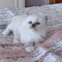 Ragdoll cuccioli